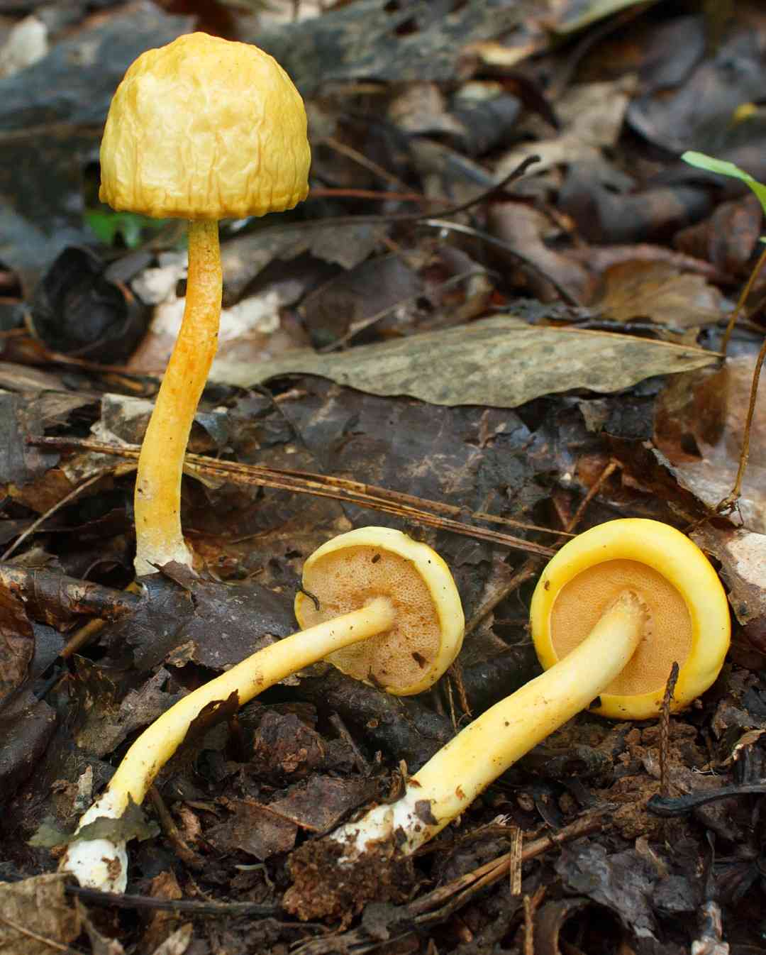 Pulveroboletus curtisii (Pulveroboletus curtisii) thumbnail 2