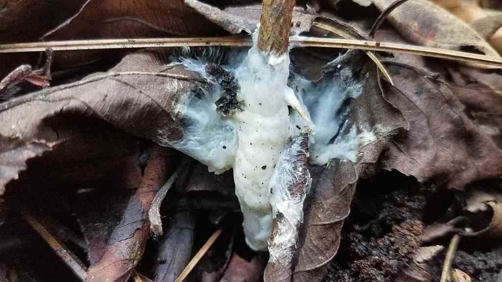 Helvellosebacina concrescens (Helvellosebacina concrescens) thumbnail 3