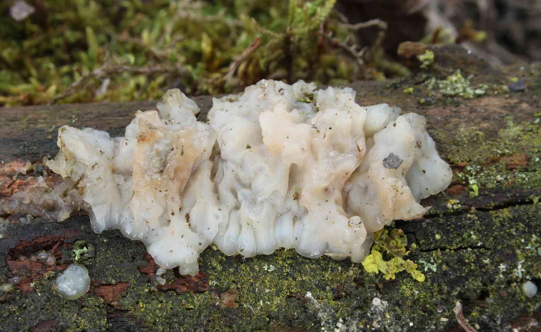 White brain (Exidia thuretiana) thumbnail 1