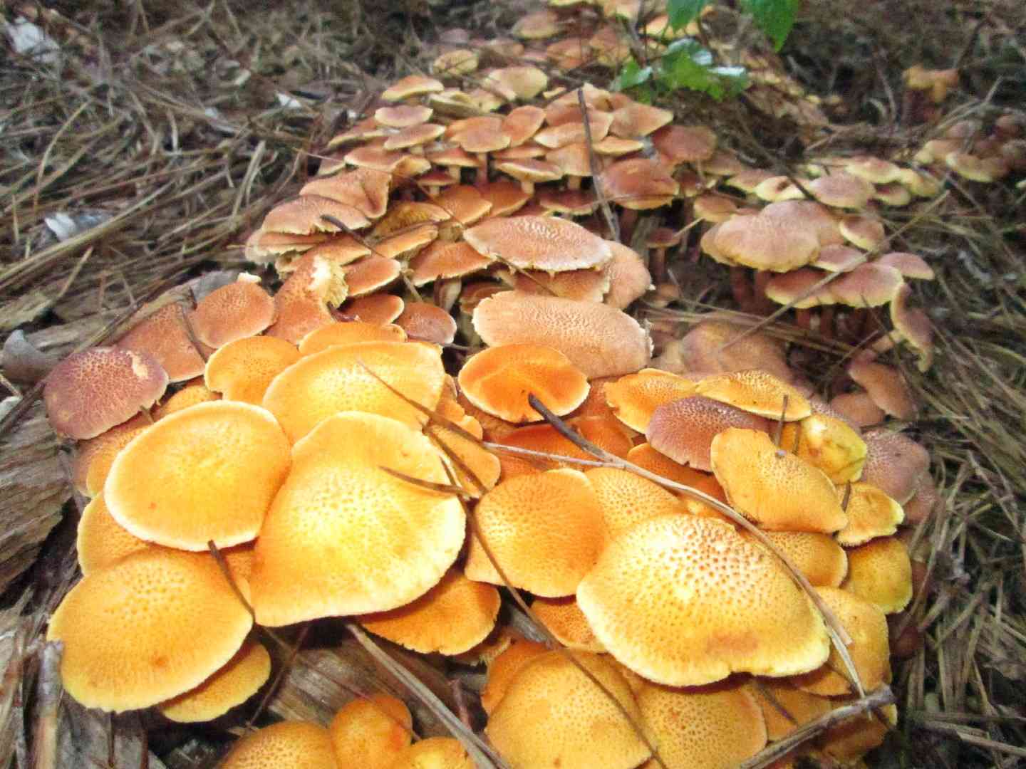 Magic blue gym (Gymnopilus aeruginosus) thumbnail 3