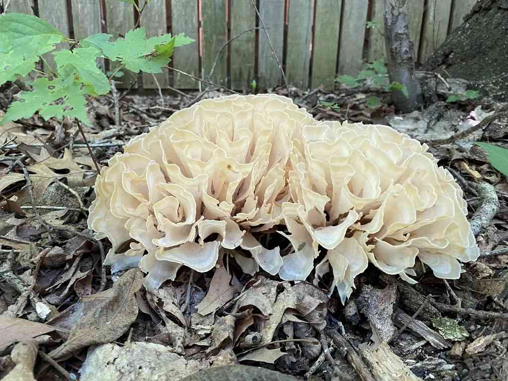 Eastern cauliflower mushroom (Sparassis spathulata) thumbnail 3