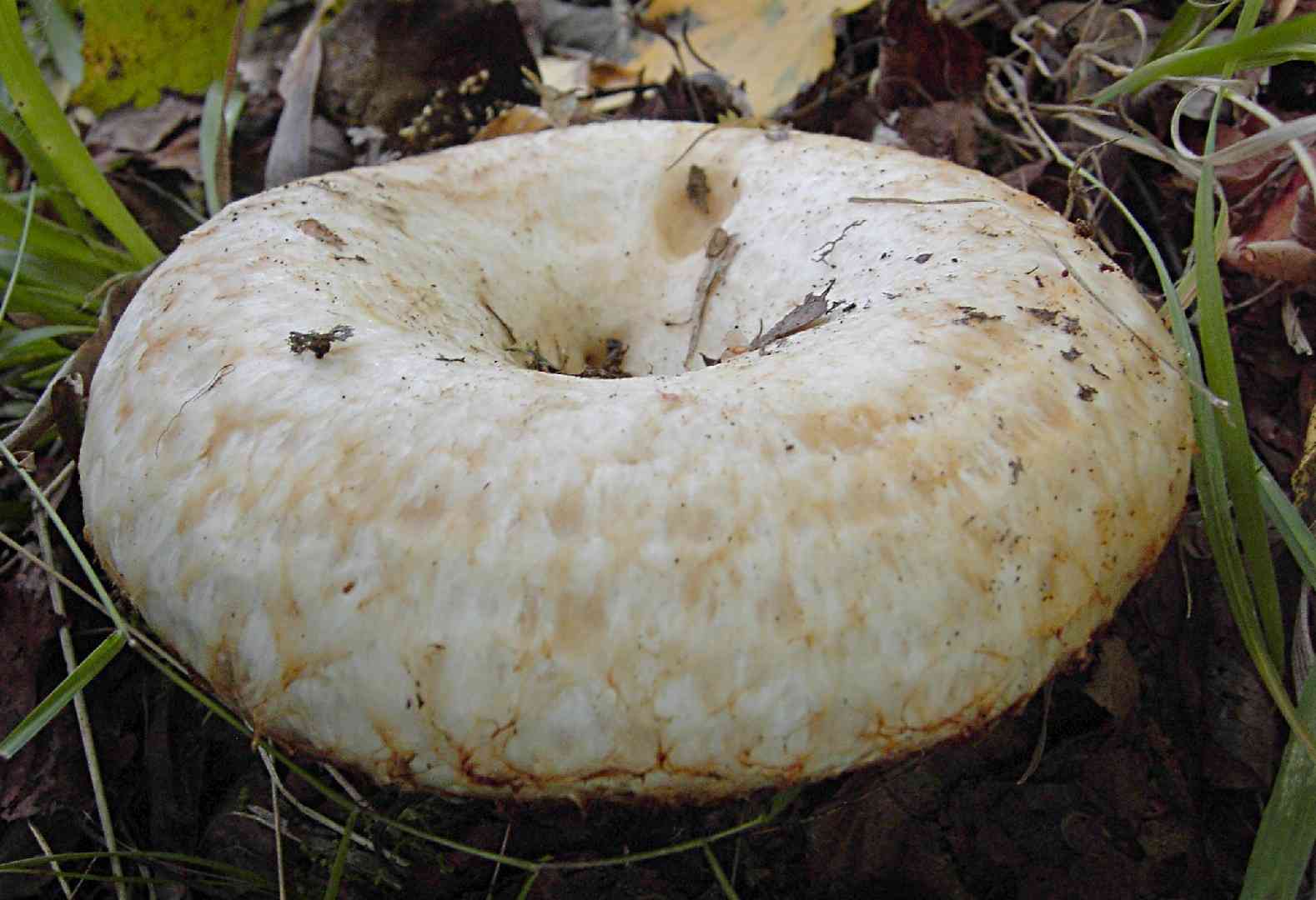 Lactarius citriolens (Lactarius citriolens) thumbnail 2
