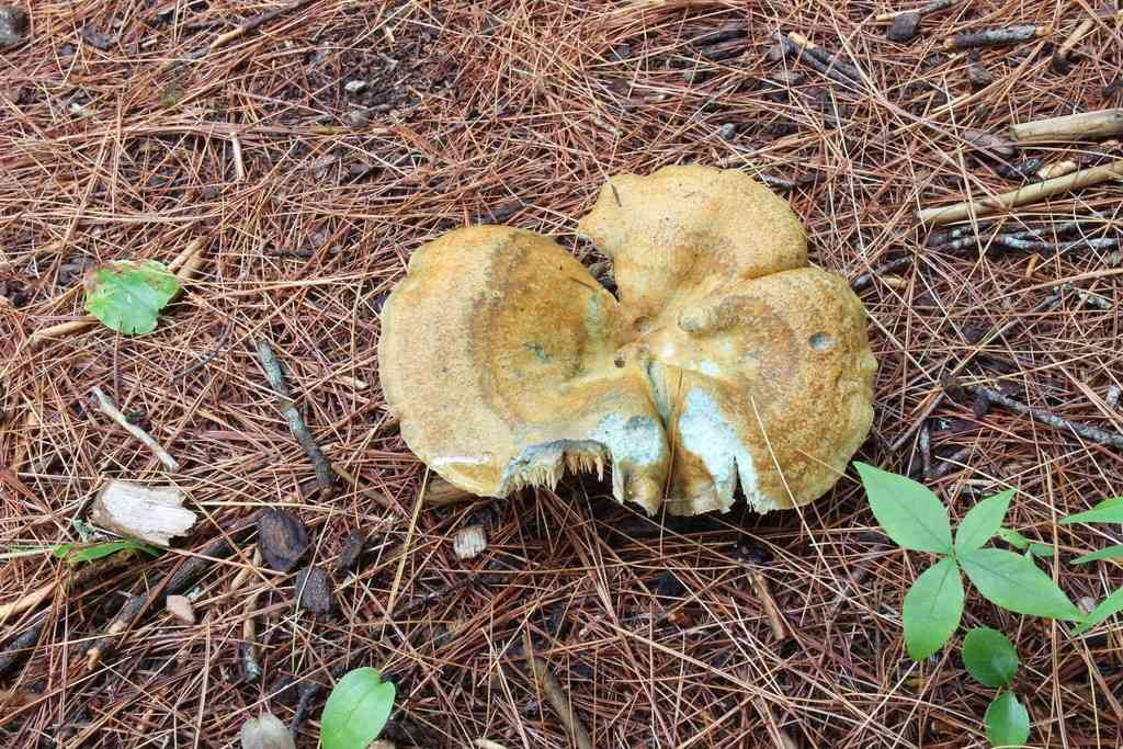 Lactarius chelidonium (Lactarius chelidonium) thumbnail 1
