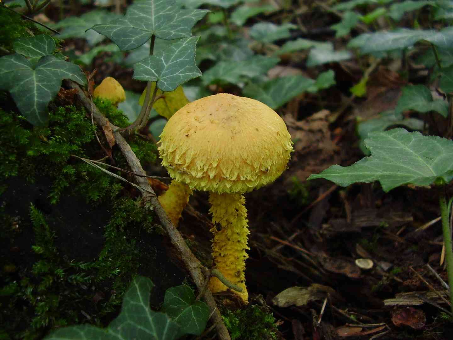 Yellow pholiota (Pholiota flammans) thumbnail 2