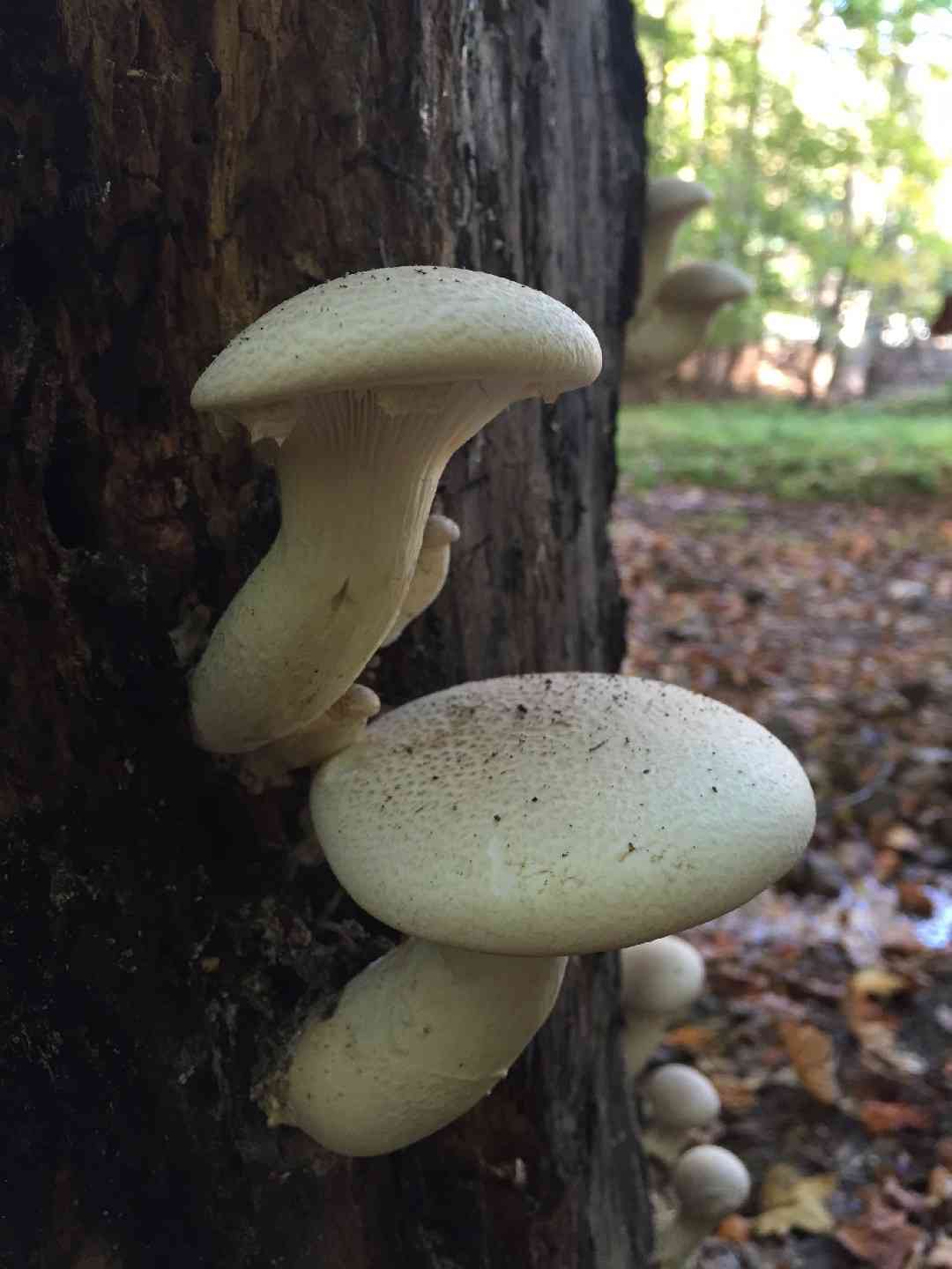 Veiled oyster (Pleurotus dryinus) thumbnail 3