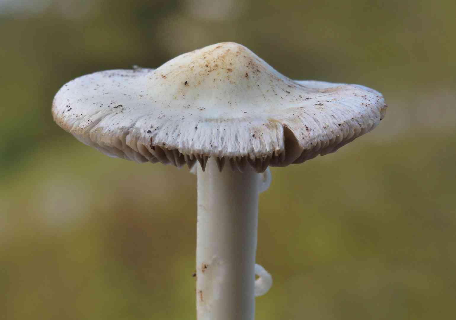 Inocybe fibrosa (Inocybe fibrosa) thumbnail 3