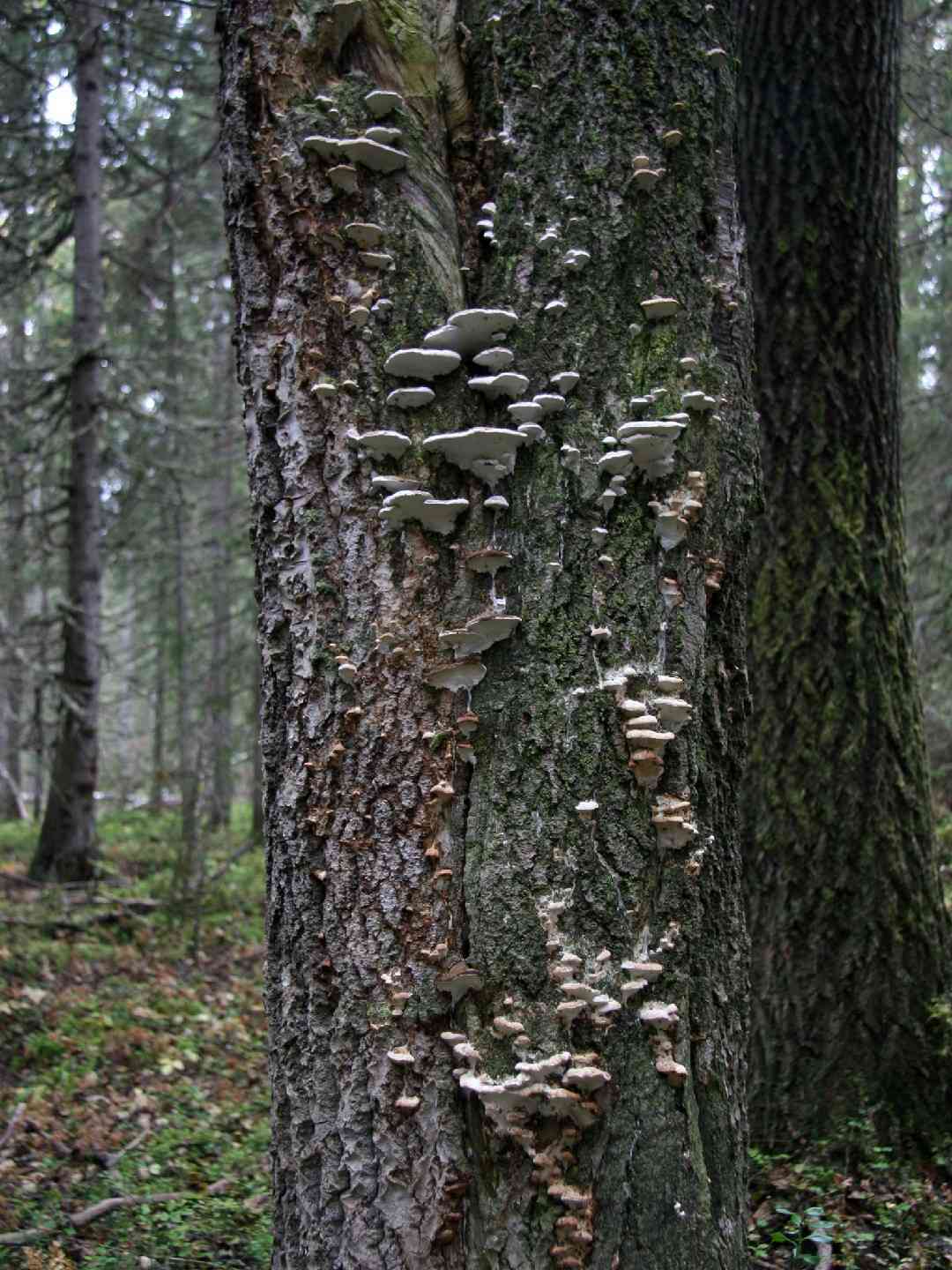 Mossy maple polypore (Oxyporus populinus) thumbnail 2