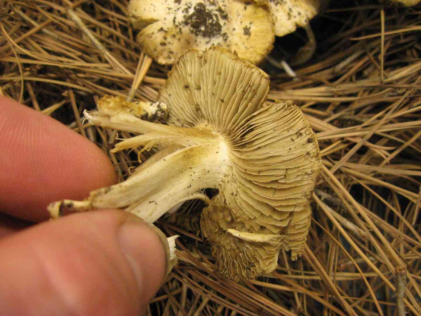 Frosty fibrecap (Inocybe maculata) thumbnail 2
