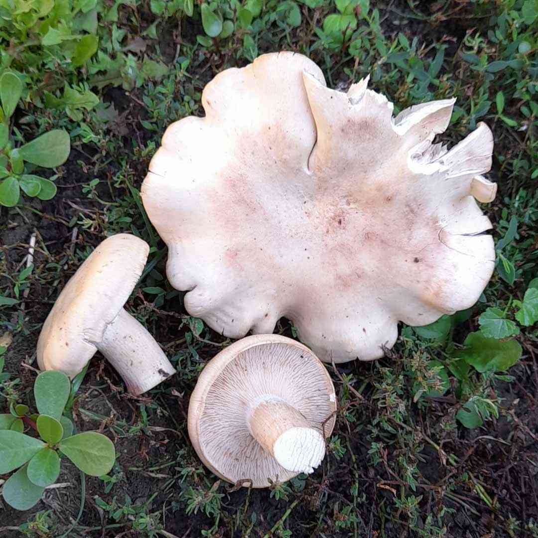 Flowery blewit (Lepista irina) thumbnail 1