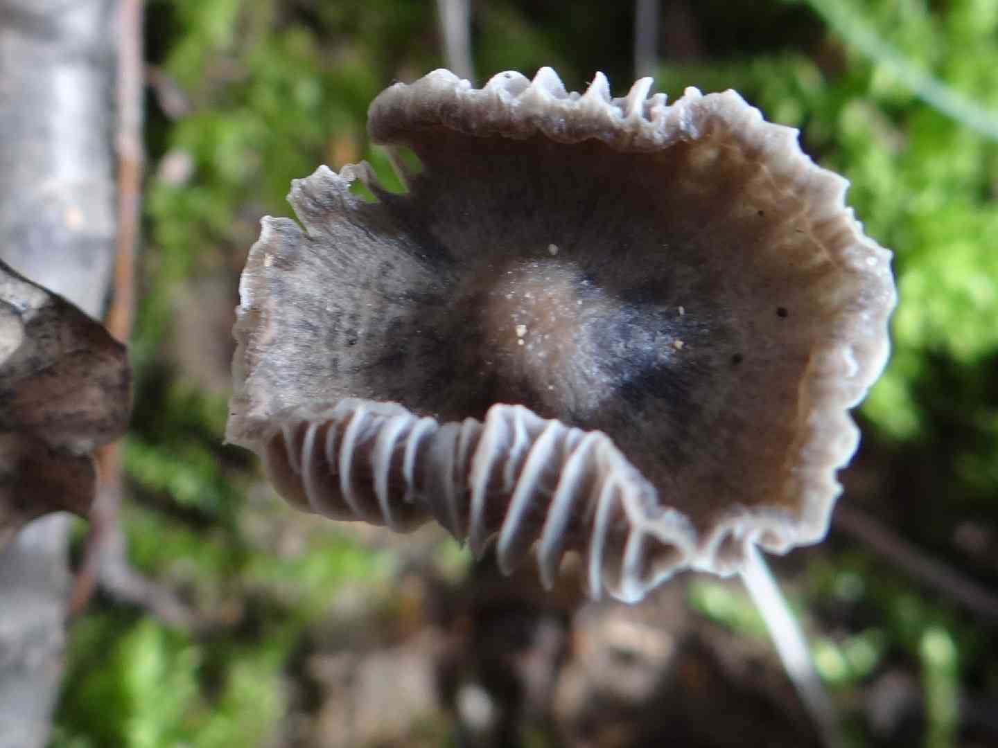 Drab bonnet (Mycena aetites) thumbnail 2