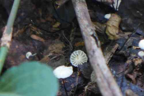 Pinwheel mushroom (Marasmius rotula) thumbnail 3