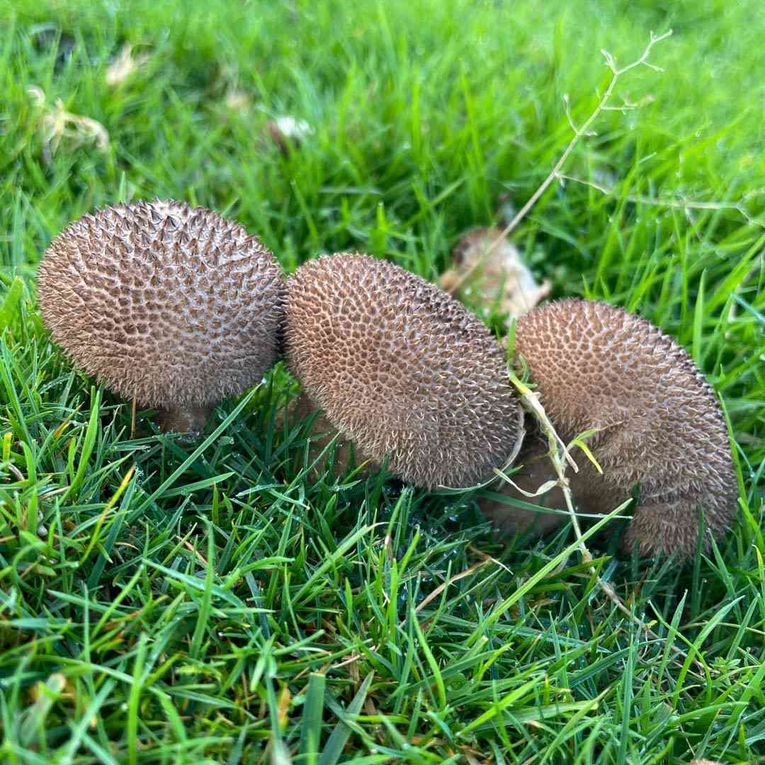 Dusky puffball (Lycoperdon nigrescens) thumbnail 1