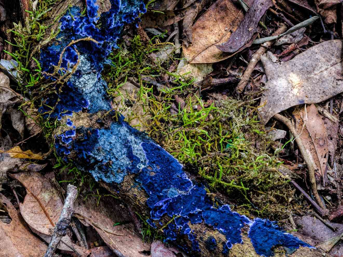 Cobalt crust (Terana coerulea) thumbnail 3