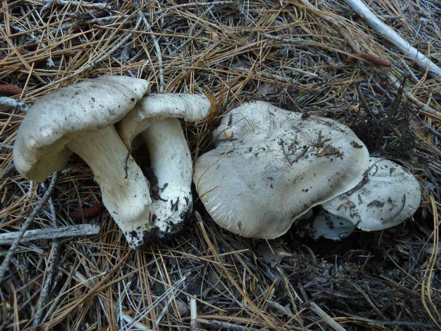 Tiger tricholoma