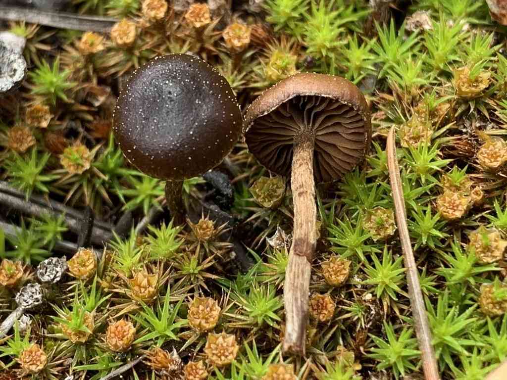Mountain moss psilocybe (Deconica montana) thumbnail 3