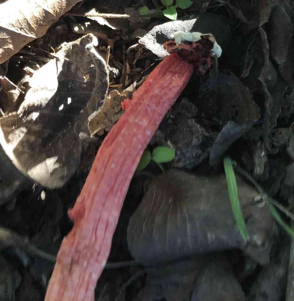Stalked lattice stinkhorn (Lysurus periphragmoides) thumbnail 3