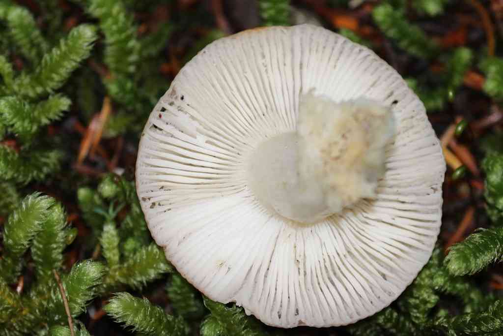Pallid brittlegill (Russula raoultii) thumbnail 1