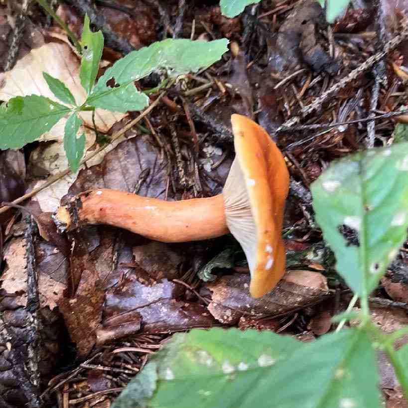 Orange milkcap (Lactarius aurantiacus) thumbnail 1