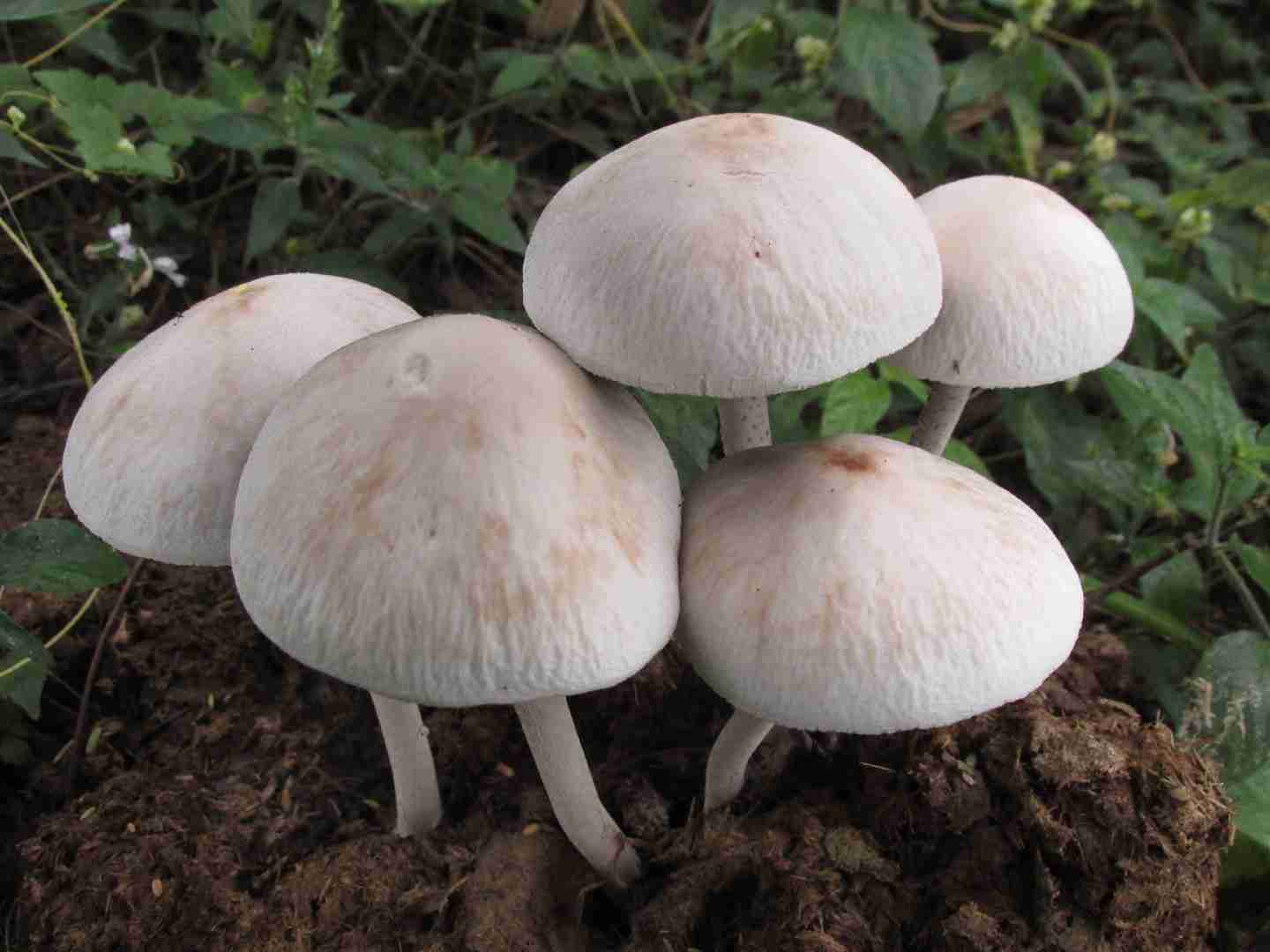 Panaeolus antillarum (Panaeolus antillarum)