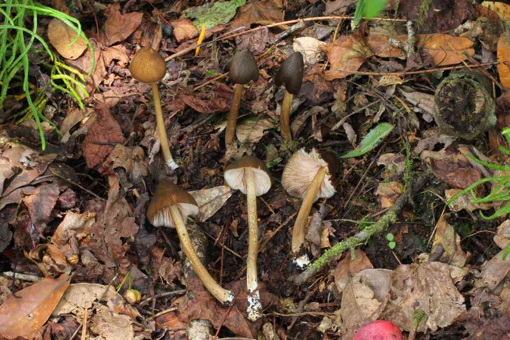 Entoloma luteum (Entoloma luteum) thumbnail 3