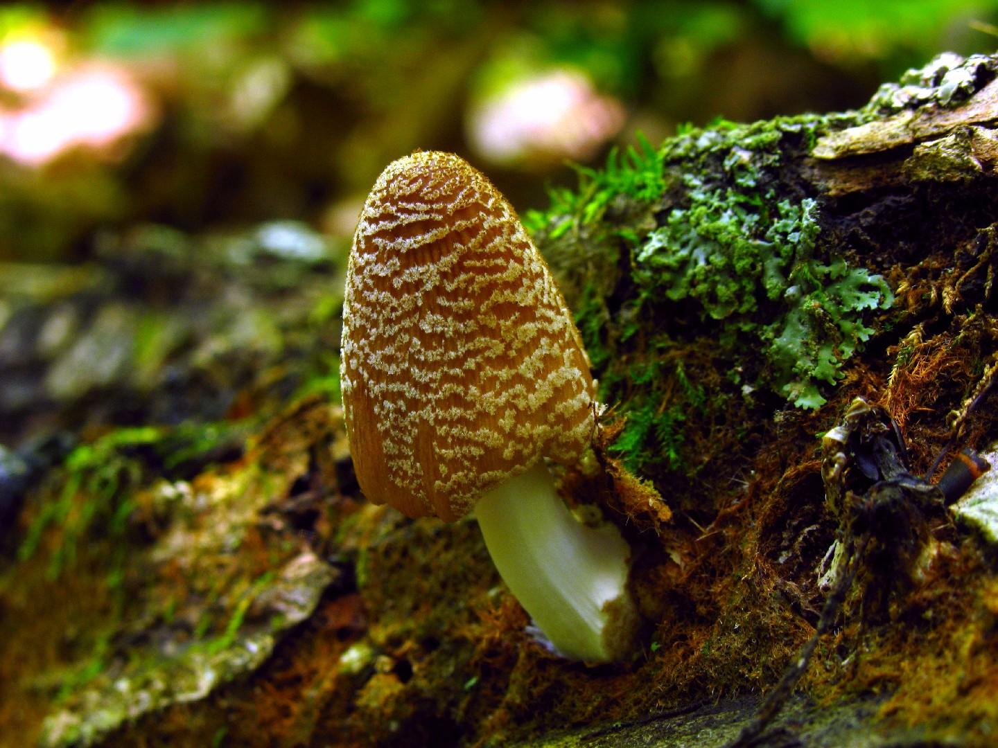 Firerug inkcap