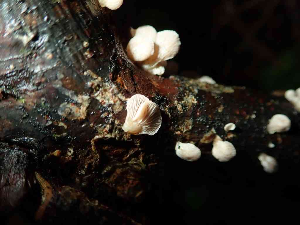 Elastic oysterling (Panellus mitis) thumbnail 3