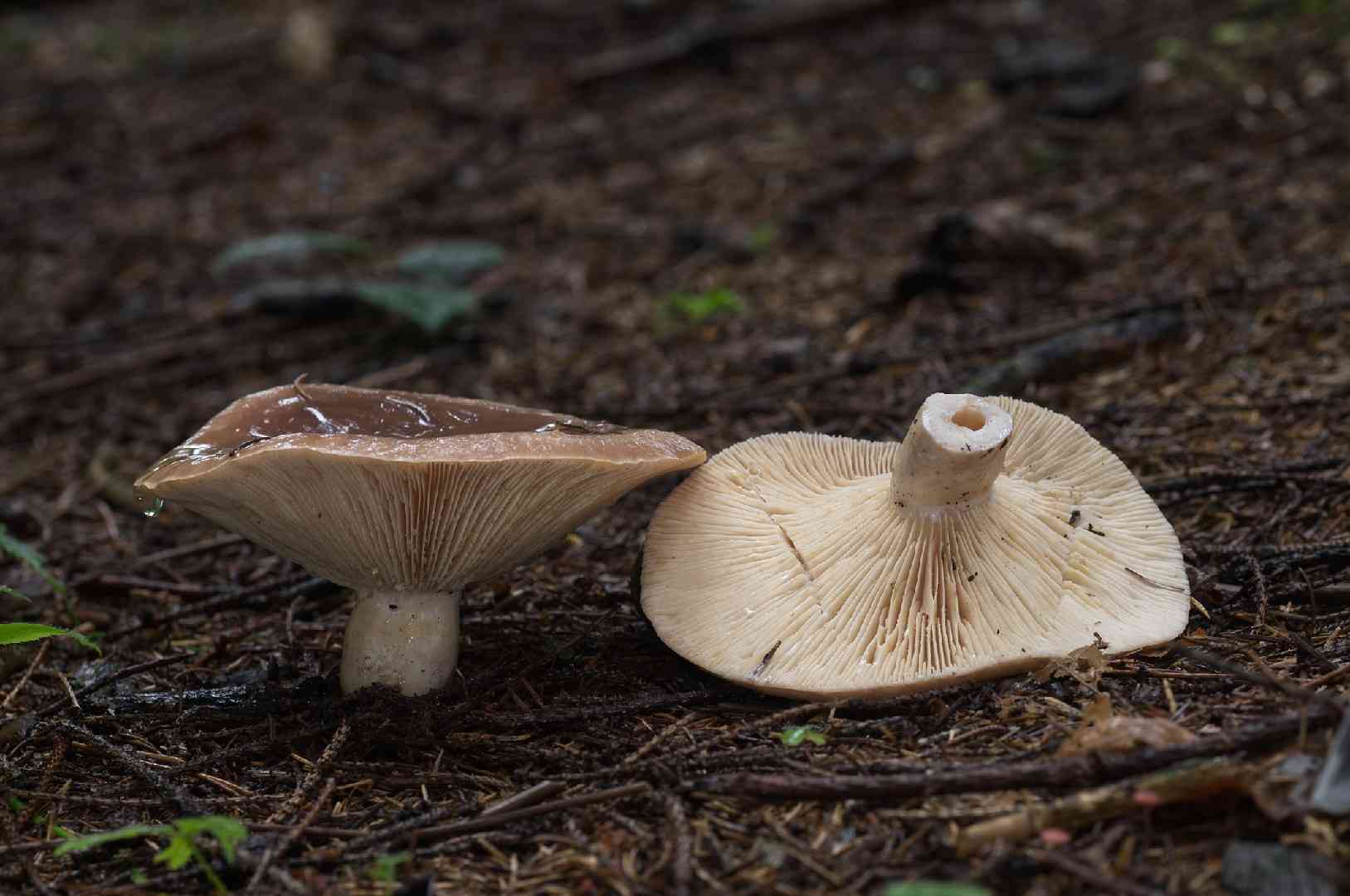 Tacked milkcap (Lactarius trivialis) thumbnail 1