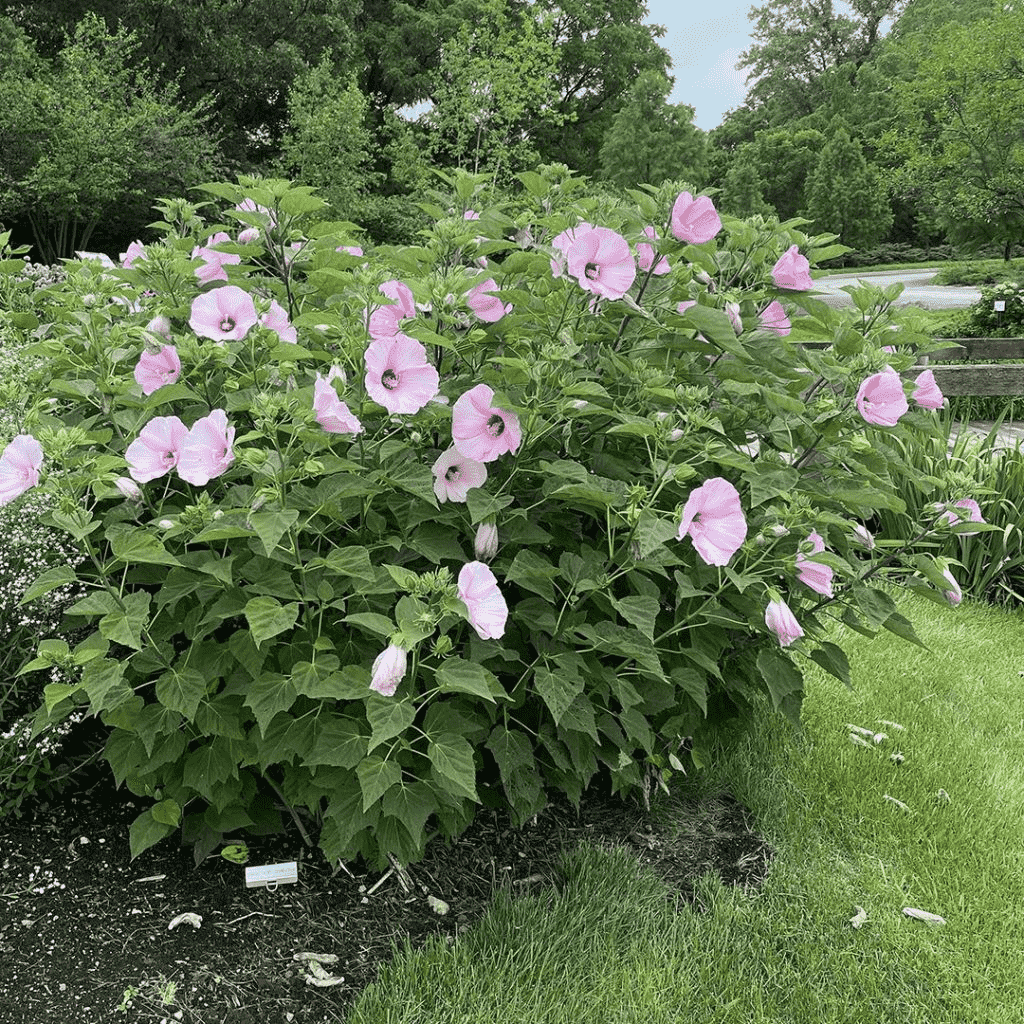 Swamp rose mallow
