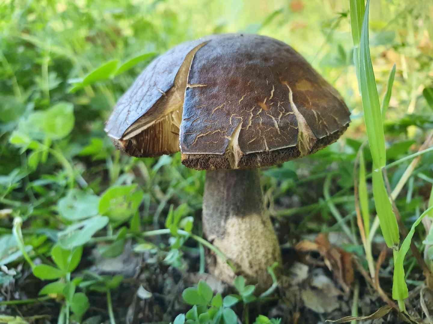 Saffron bolete (Leccinellum crocipodium) thumbnail 1