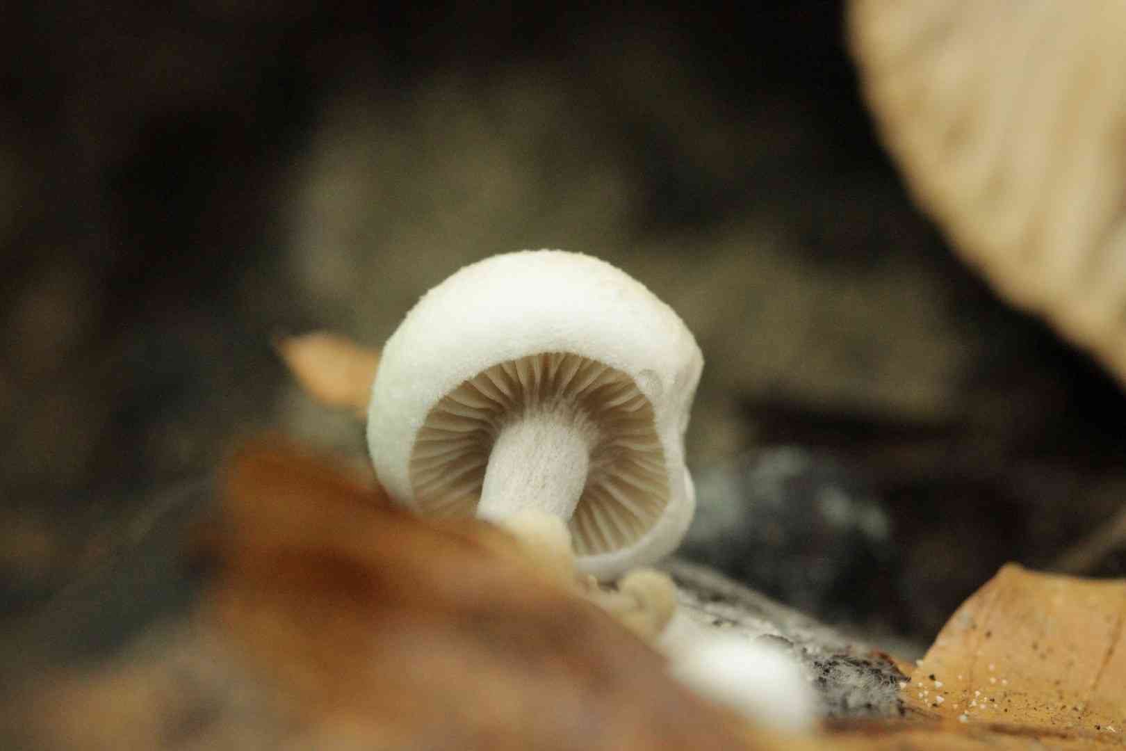 Silky piggyback (Asterophora parasitica) thumbnail 2