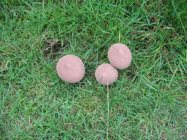 Spiny puffball (Lycoperdon echinatum) thumbnail 3