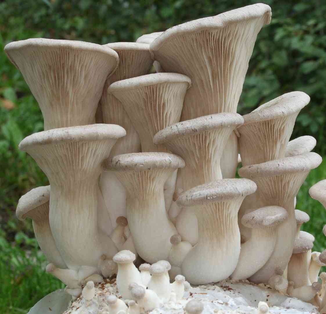 King oyster mushroom (Pleurotus eryngii) thumbnail 3