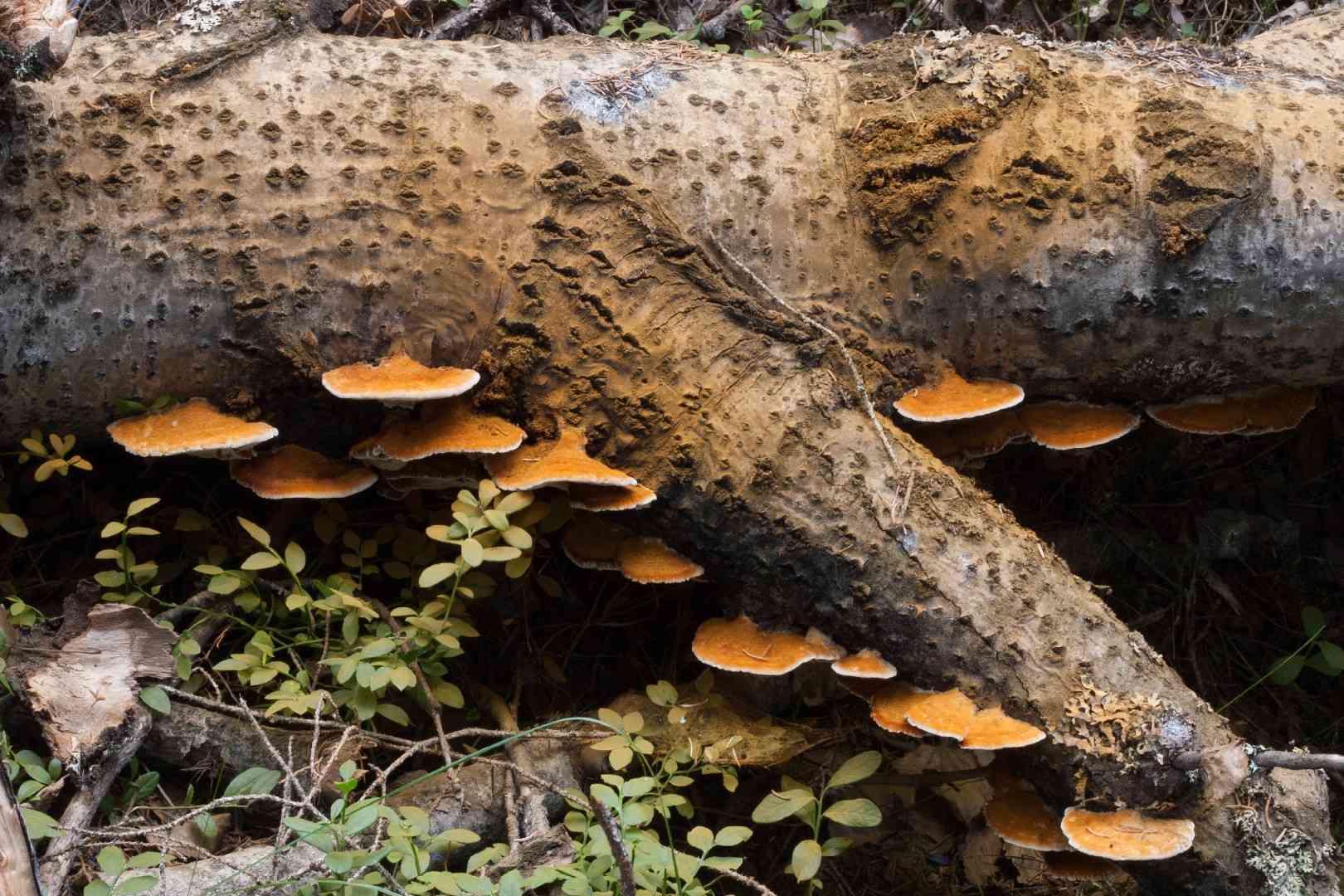 Inocutis rheades (Inocutis rheades) thumbnail 1