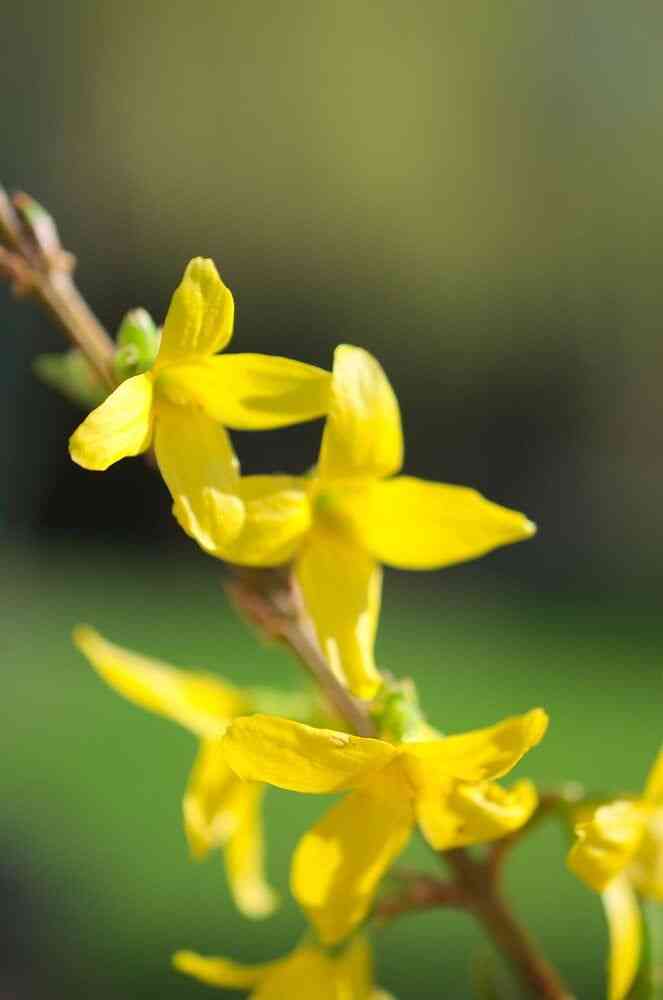 Greenstem forsythia