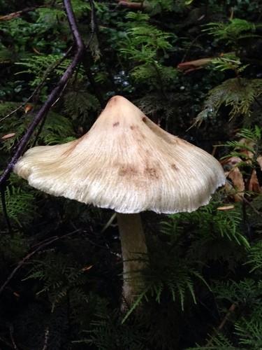 Corn-silk Inocybe thumbnail 3