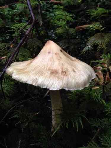 Corn-silk Inocybe (Inocybe sororia) thumbnail 3