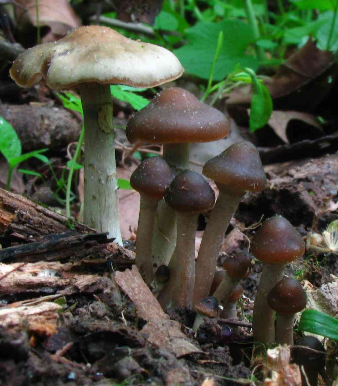 Psilocybe Ovoid (Psilocybe ovoideocystidiata) thumbnail 1