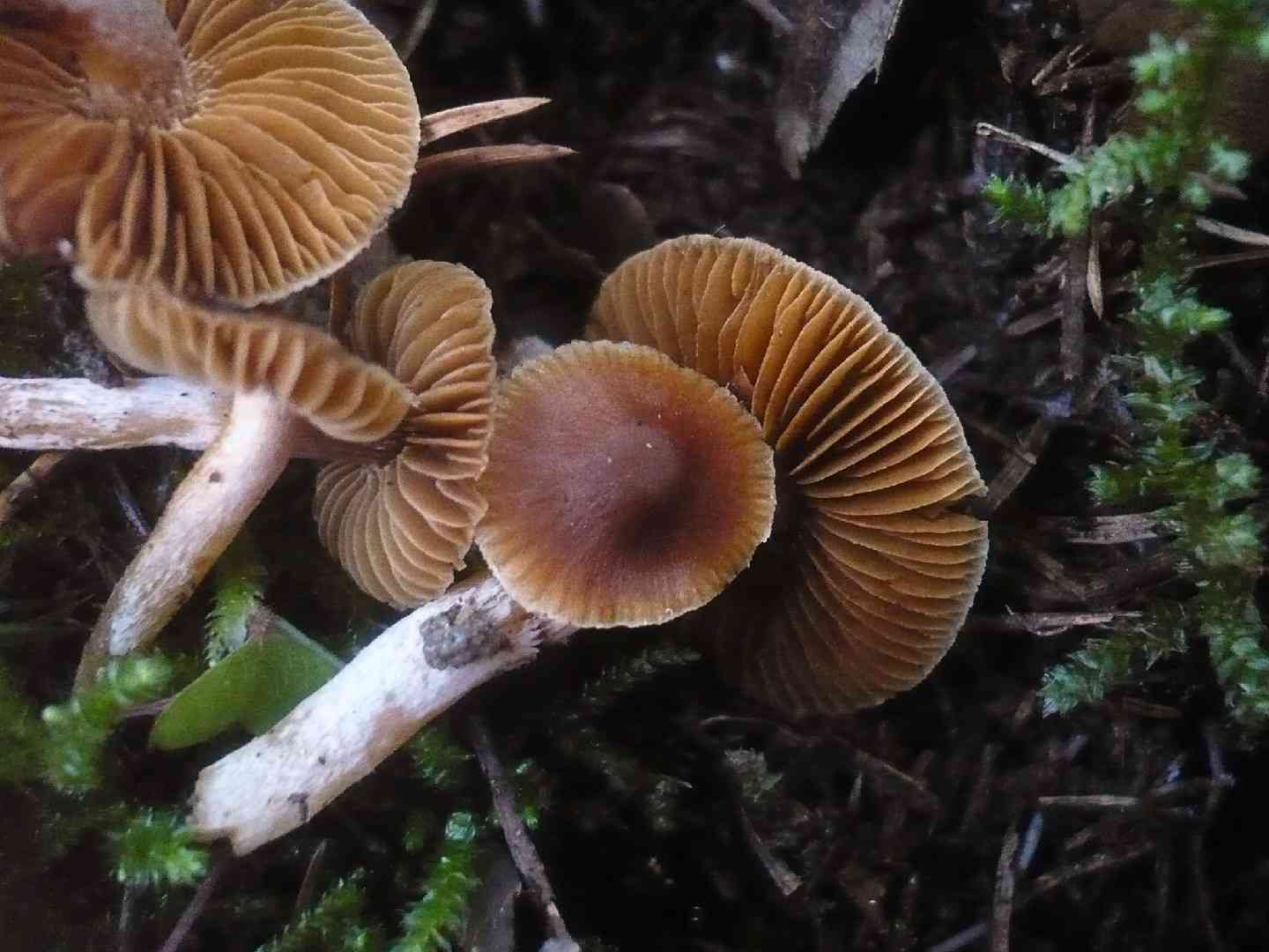 Blunt webcap (Cortinarius obtusus) thumbnail 2