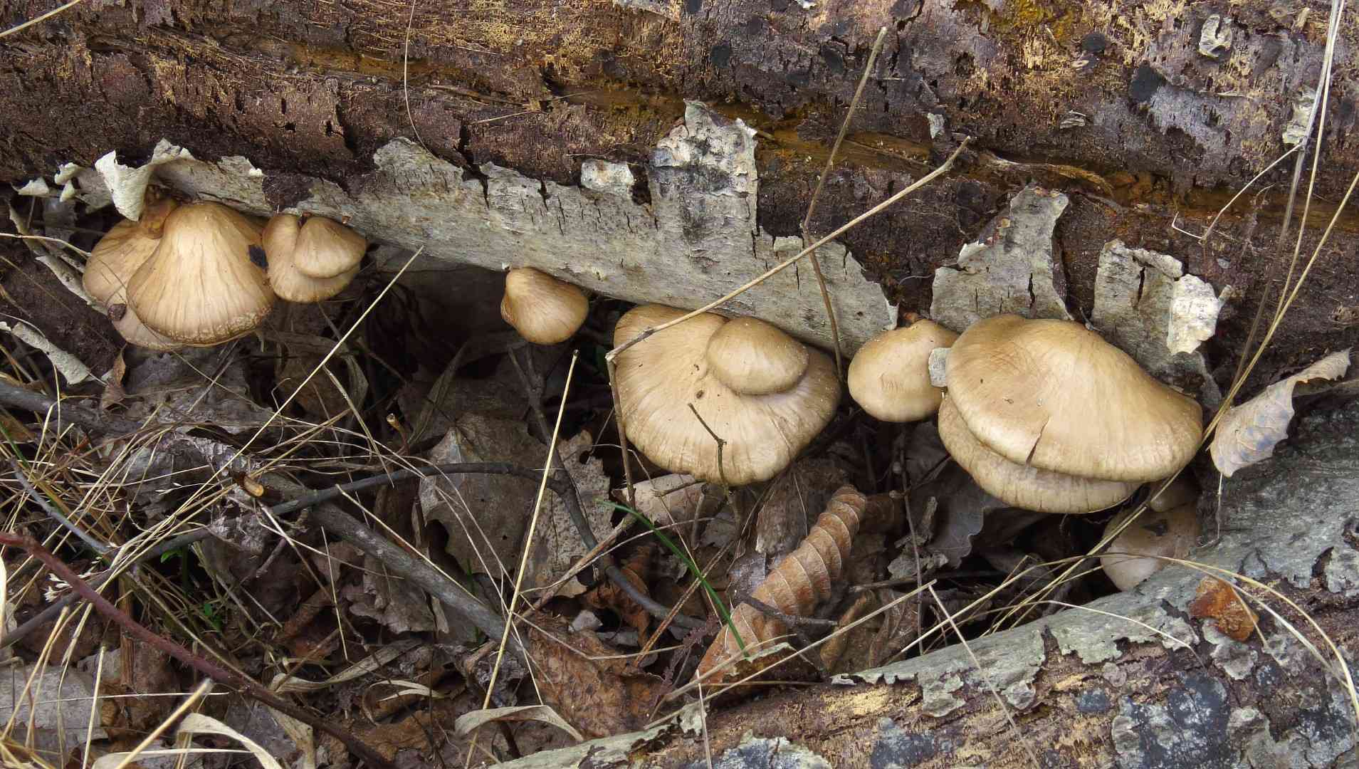 Pleurotus calyptratus (Pleurotus calyptratus) thumbnail 1