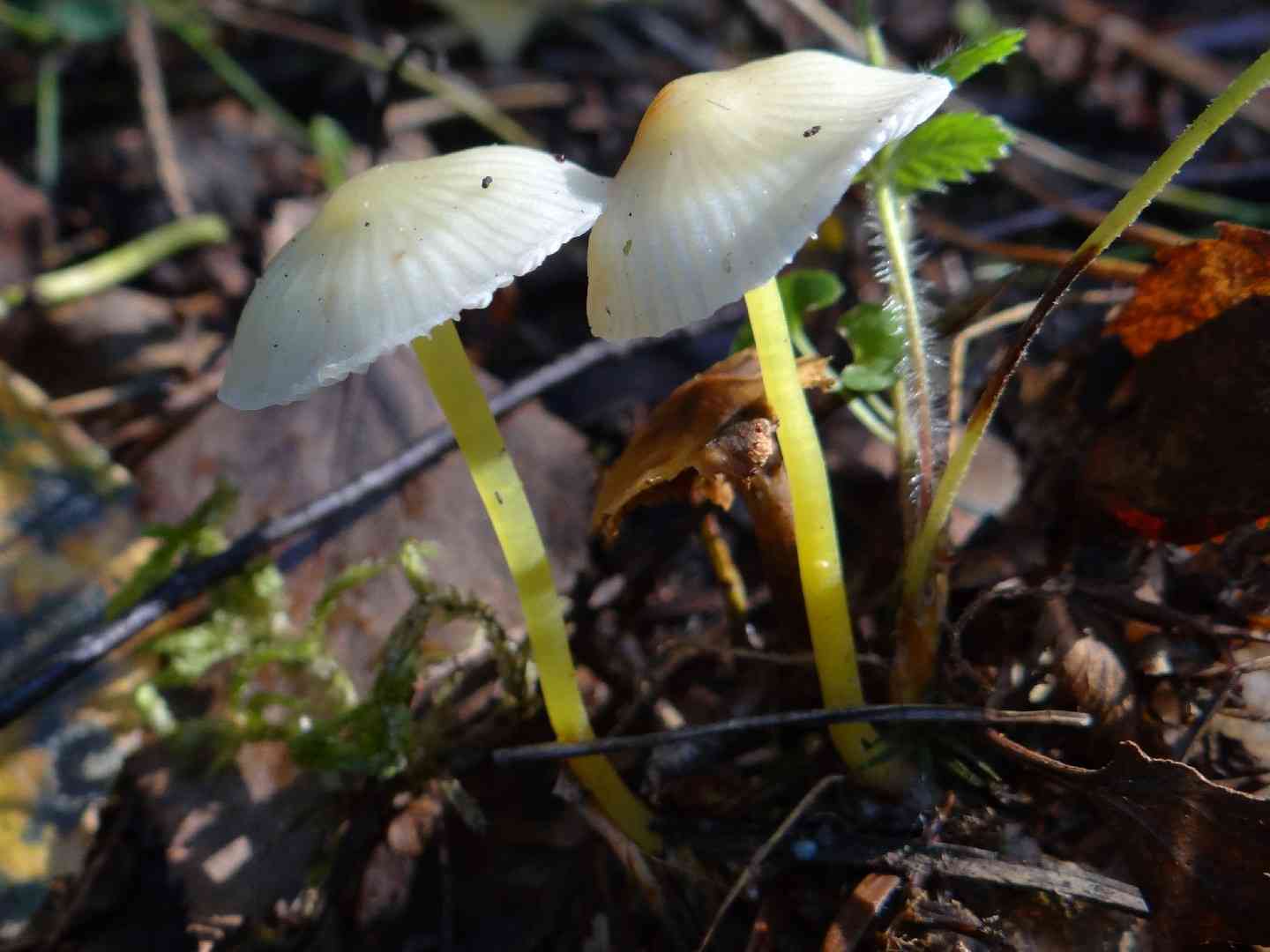 Yellowleg bonnet (Mycena epipterygia) thumbnail 3