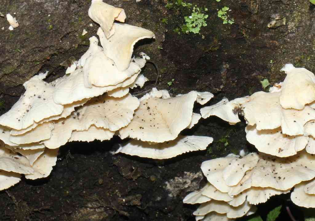Trametes membranacea (Trametes membranacea) thumbnail 2