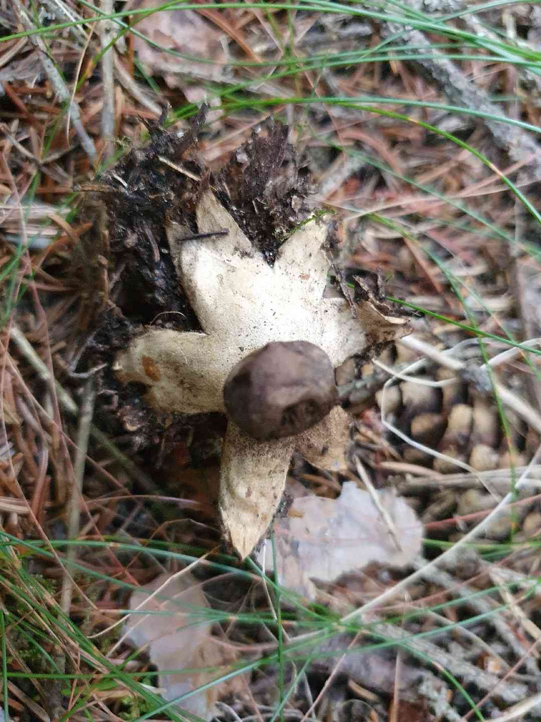 Beaked earthstar (Geastrum pectinatum) thumbnail 3