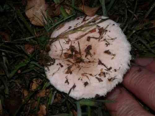 Bearded milkcap (Lactarius pubescens) thumbnail 2