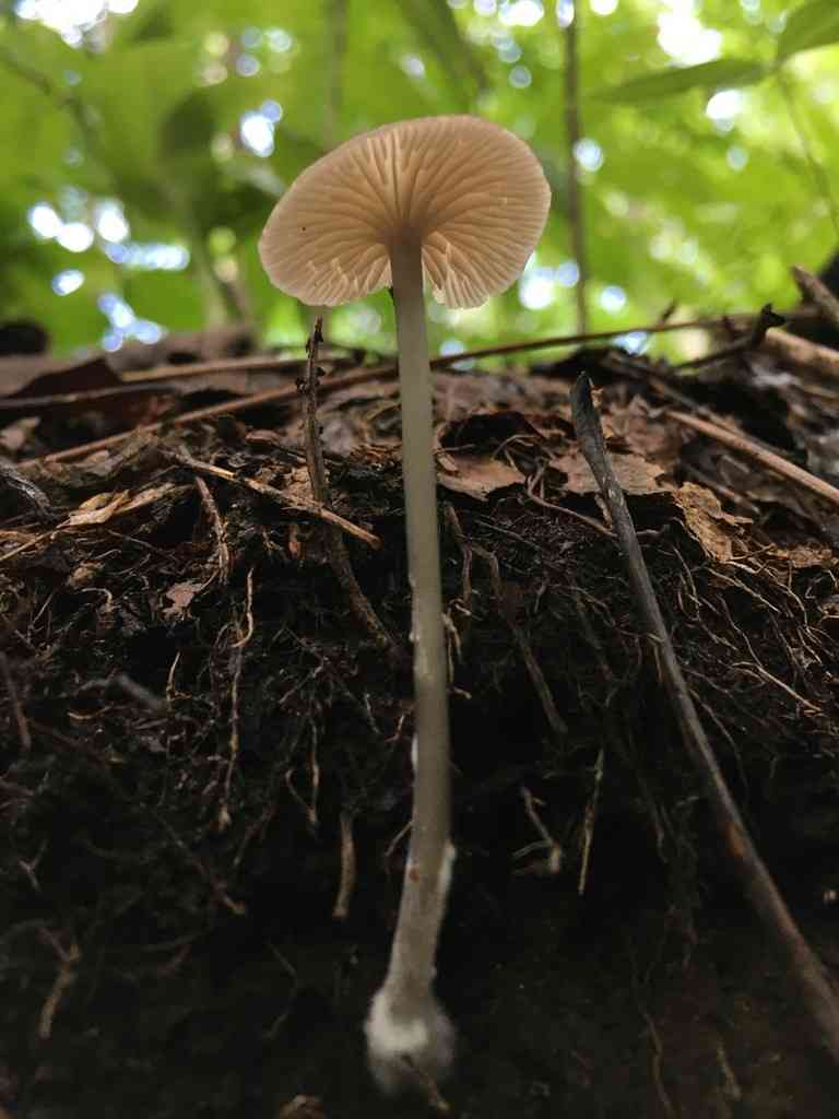 Entoloma lividocyanulum (Entoloma lividocyanulum) thumbnail 2