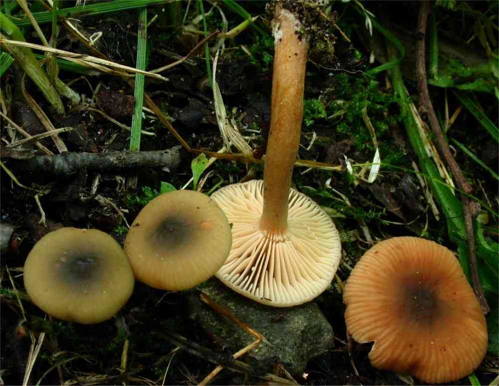 Alder milkcap (Lactarius obscuratus) thumbnail 2