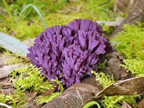 Violet coral (Clavaria zollingeri) thumbnail 3