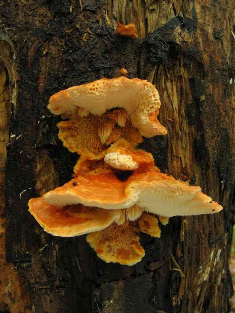 Pycnoporellus fulgens (Pycnoporellus fulgens) thumbnail 2