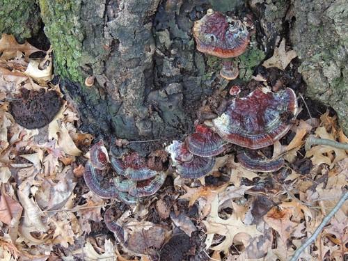 Ganoderma sessile thumbnail 2