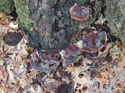 Ganoderma sessile (Ganoderma sessile) thumbnail 2