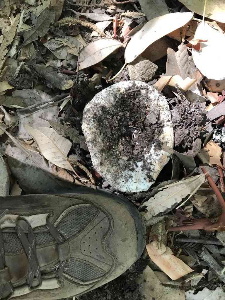Short-stemmed russula (Russula brevipes) thumbnail 3